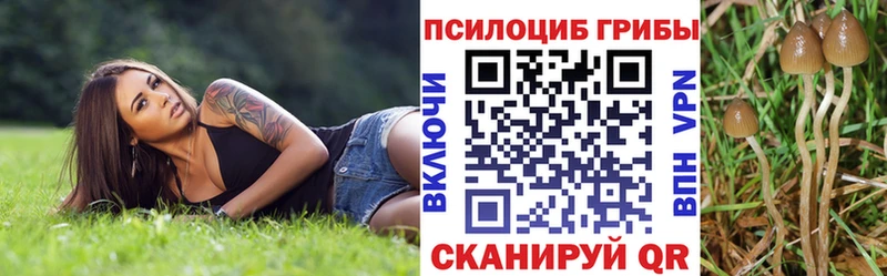 ссылка на мегу зеркало купить закладку Стародуб Псилоцибиновые грибы мицелий